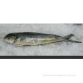 Frozen W/G Mahi Mahi hot sale frozen mahi mahi for sale Factory